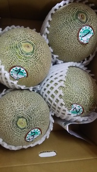 新着情報の画像